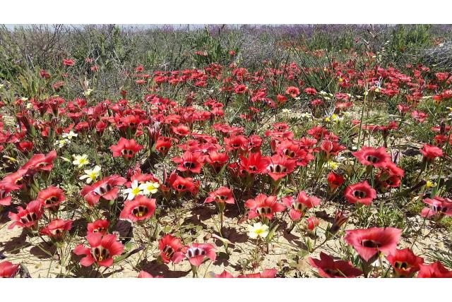 Zand romulea Zand romulea