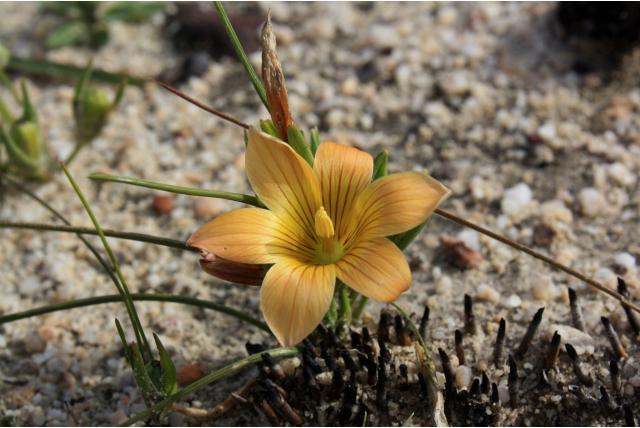 Romulea met borstelig blad