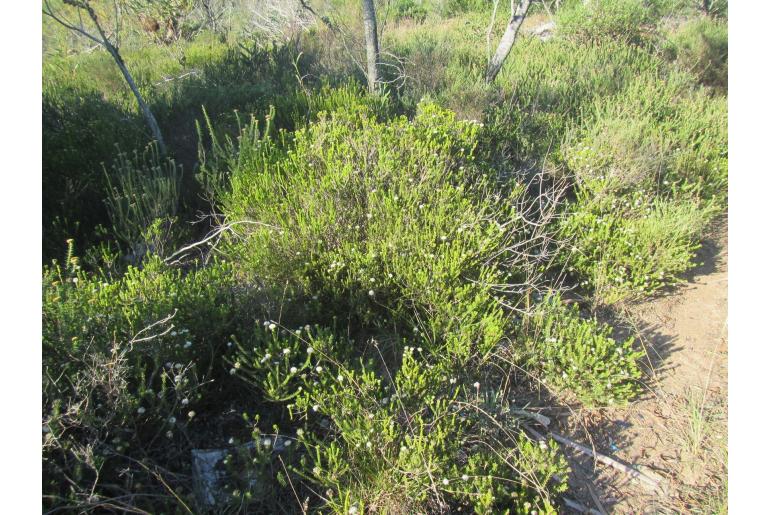 Agathosma gonaquensis -6055