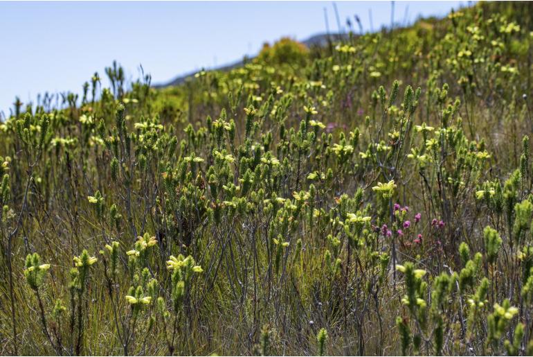 Erica viscaria ssp pustulata 6063