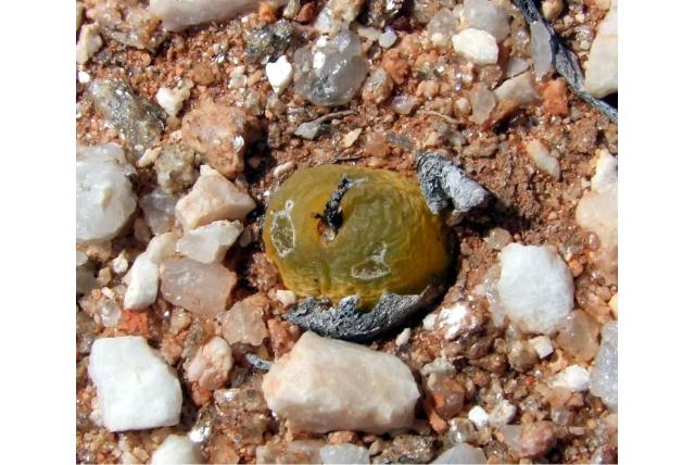 Maughan's conophytum