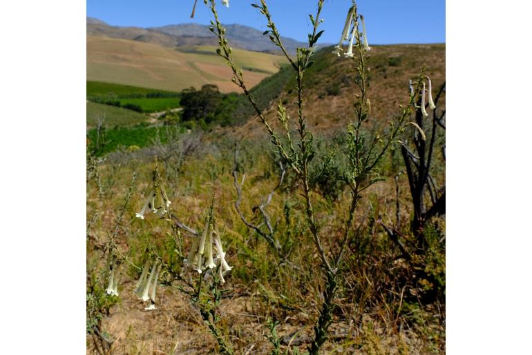 Freylinia longiflora&nbsp;6066