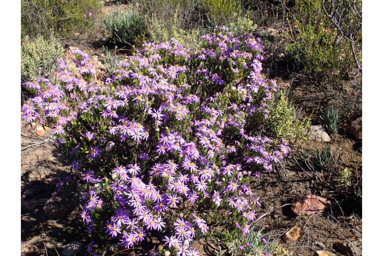Felicia filifolia ssp bodkinii&nbsp;6067