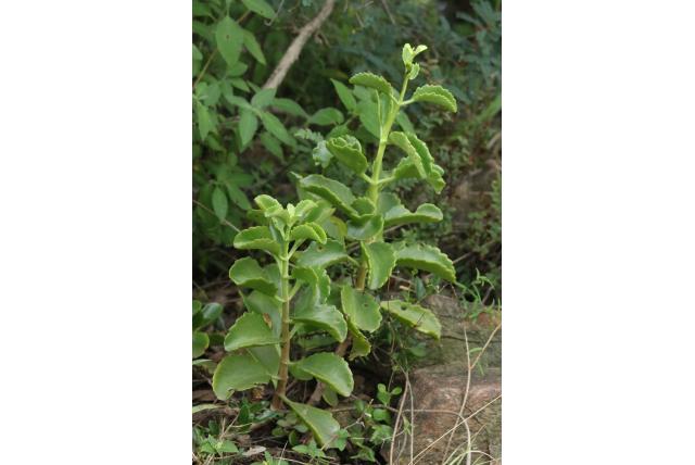 Zeshoekige kalanchoe Zeshoekige kalanchoe