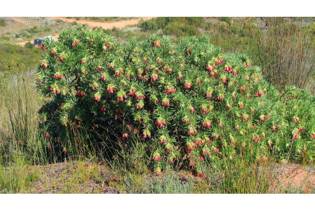 Bellisvormige lobostemon