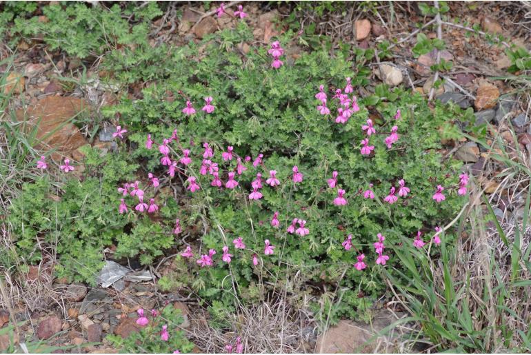 Pelargonium ionidiflorum 6074