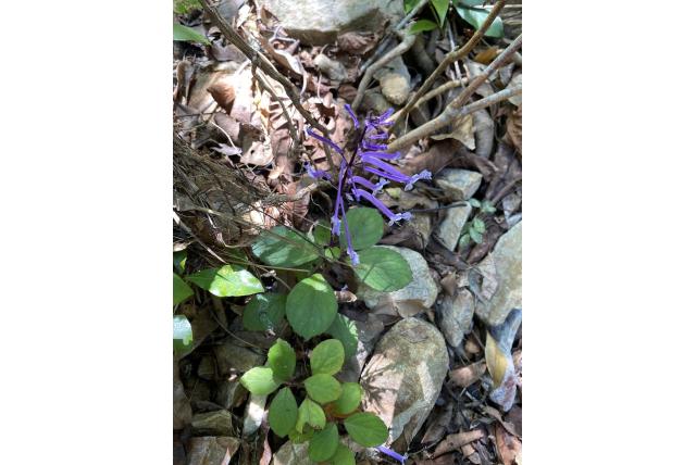 Hilliard's mottenkruid
