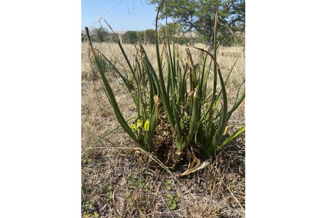 Kronkelig albuca