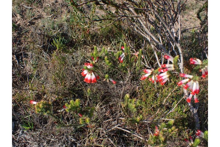 Erica regia -6092