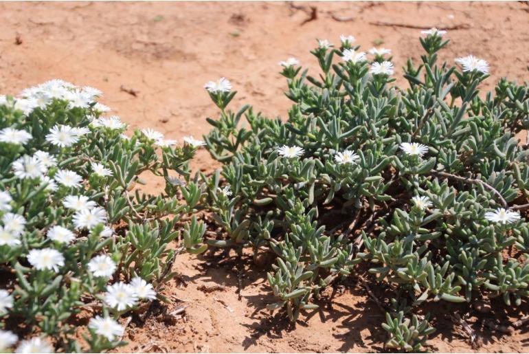 Delosperma incomptum&nbsp;6096