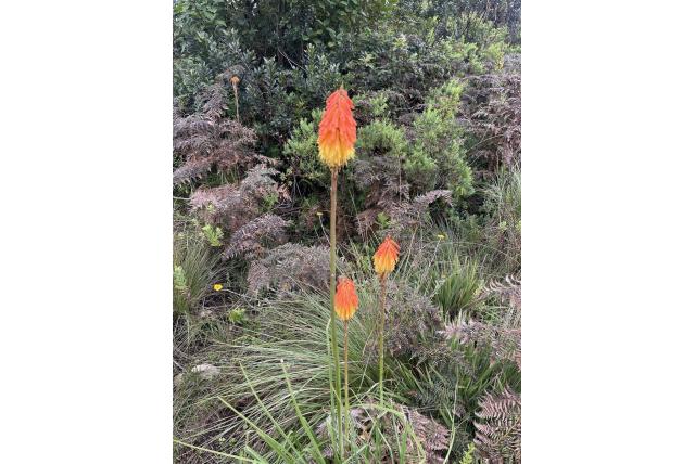 Koraalrode knop fakkellelie