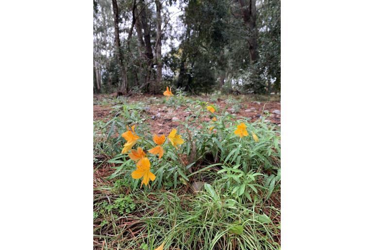 Alstroemeria aurea Alstroemeria aurea -6105