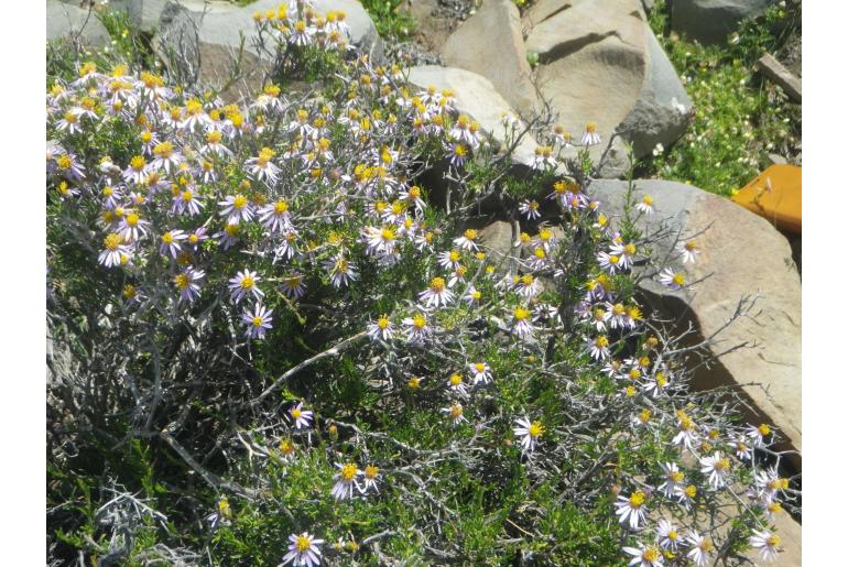 Felicia filifolia ssp schaeferi&nbsp;6112