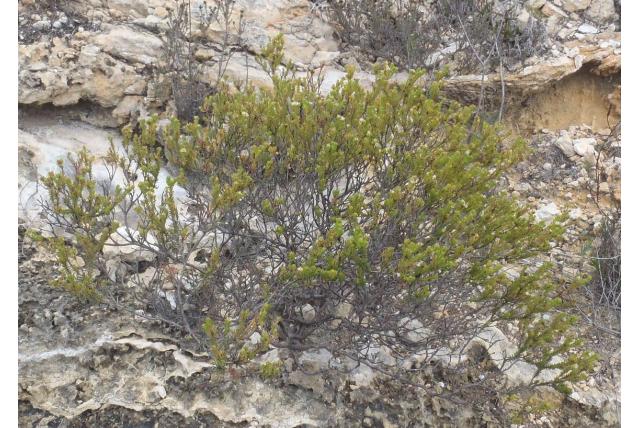 Egel diosma