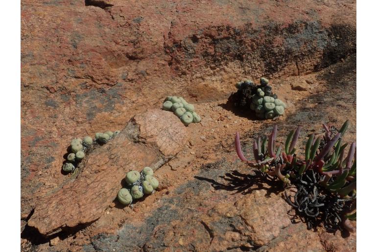 Conophytum pageae 6116