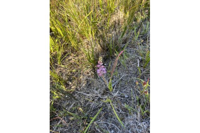 Magenta lachenalia Magenta lachenalia