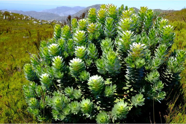 Mimetes arboreus 6123