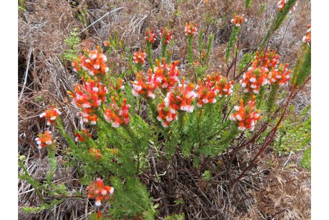 Kleinhoofdige mimetes Kleinhoofdige mimetes