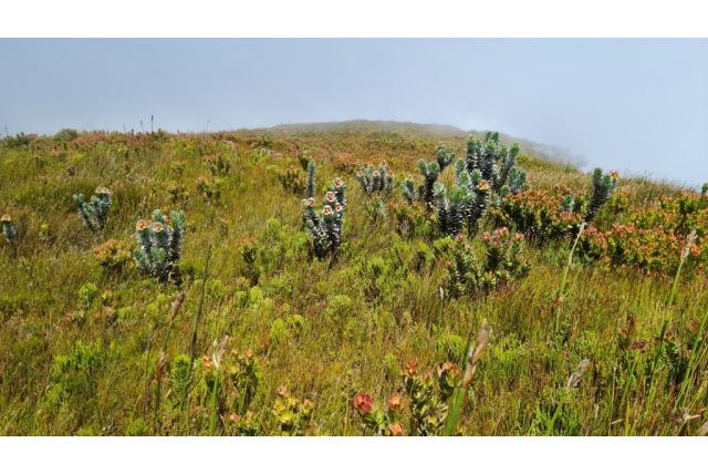 Mimetes van Hottentots