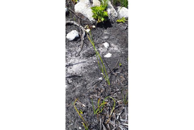 Zwart Moraea