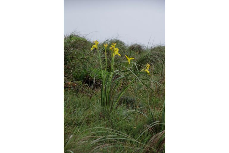 Moraea reticulata -6127