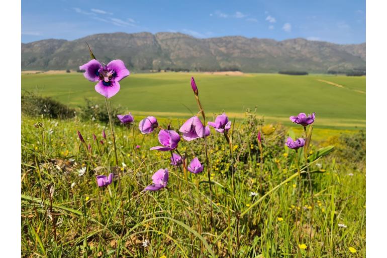 Moraea villosa -6128