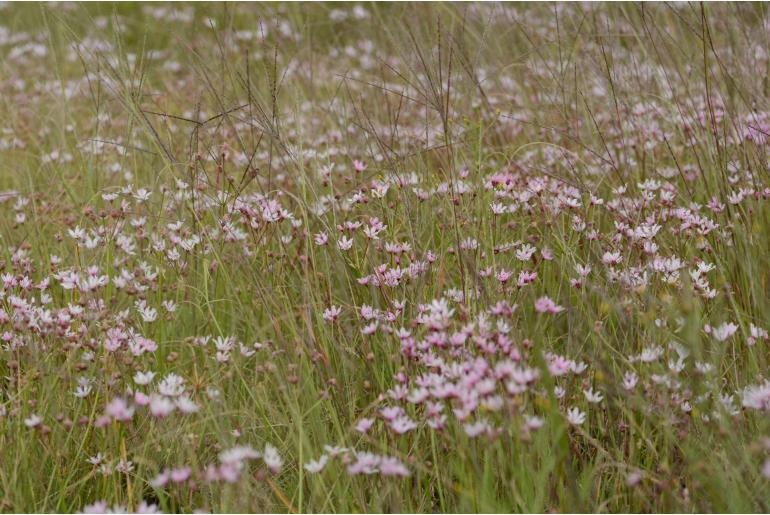 Nerine gracilis -6133