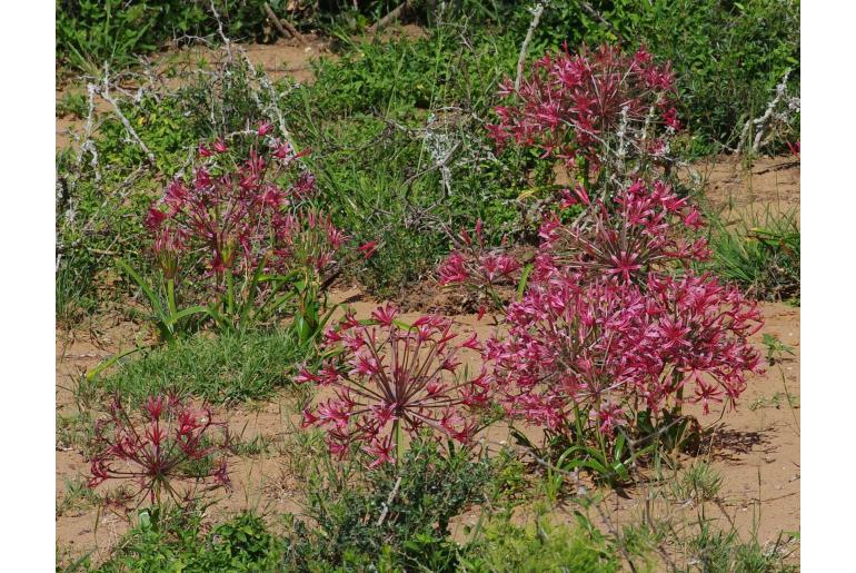 Nerine laticoma ssp huttoniae -6134