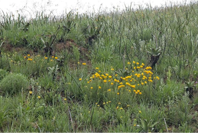 Berkheya insignis 6135