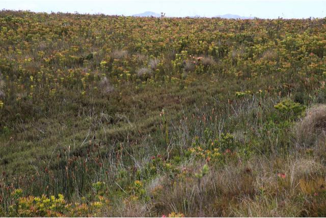 Zeyher's orothamnus