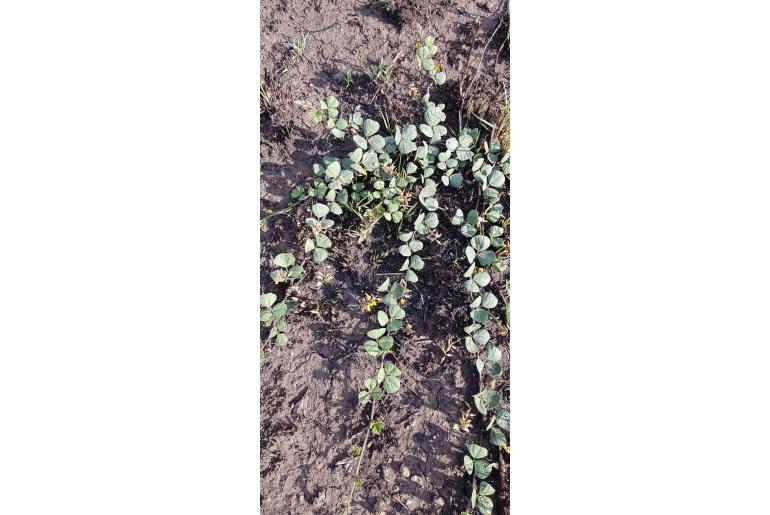 Rhynchosia adenodes Rhynchosia adenodes -6141