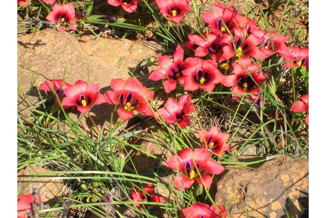 Samengevoegde meeldraden romulea