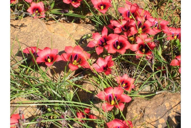 Romulea monadelpha&nbsp;6142