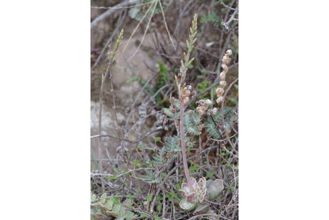 Kievitsei bladplant