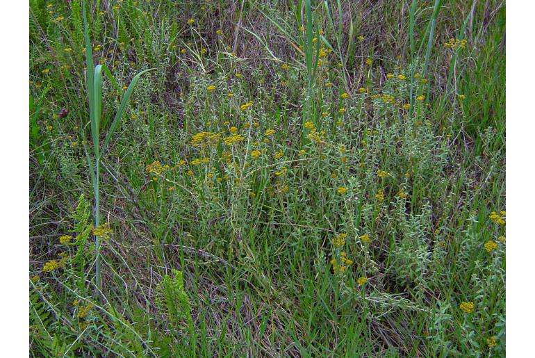 Helichrysum forskaohlii&nbsp;6159