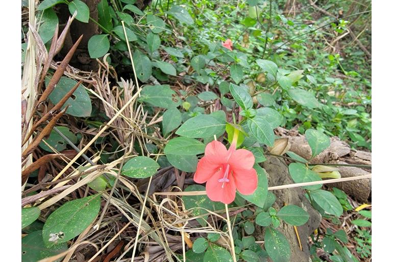 Barleria repens -6163