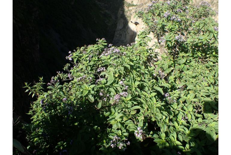 Heliotropium arborescens 6179