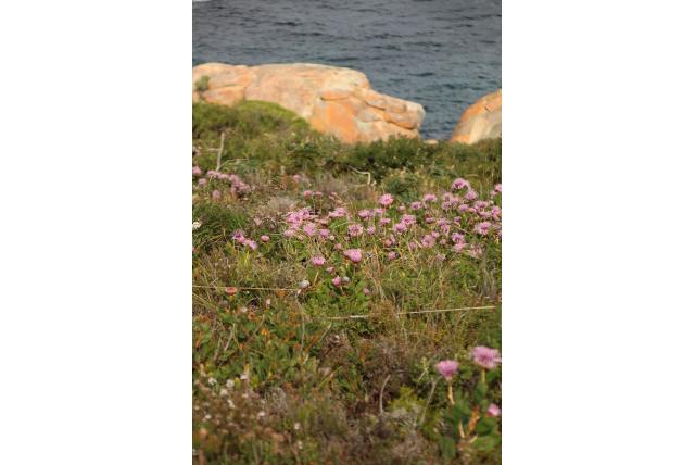 Isopogon met wigvormig blad