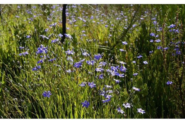 Moeras Aristea