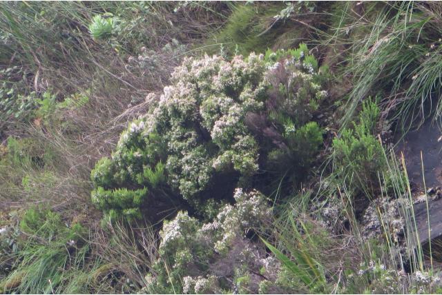 Honingboomheide