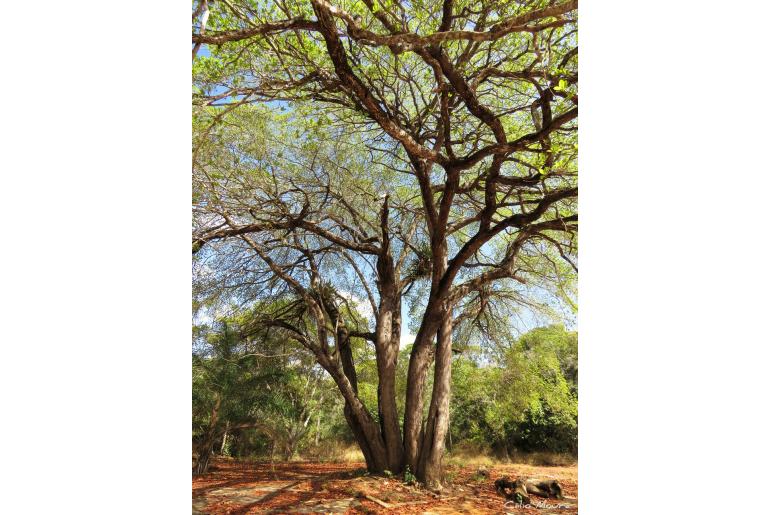 Terminalia corrugata -6208