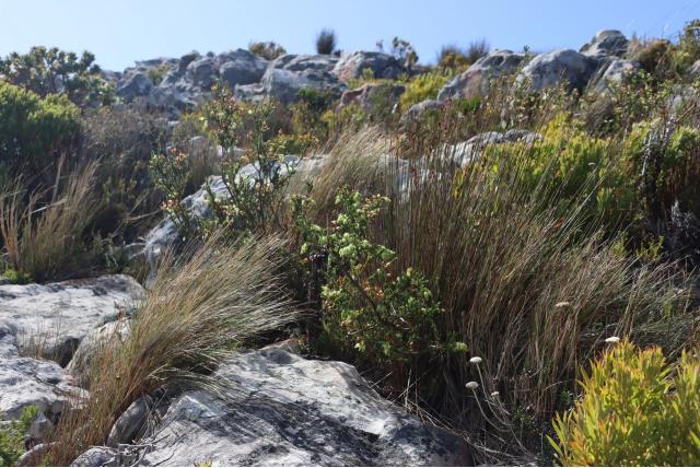 Kleverige heide Kleverige heide