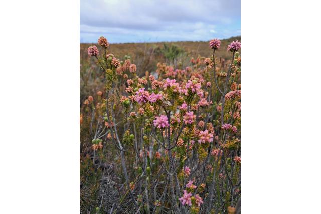 Empetrum heide