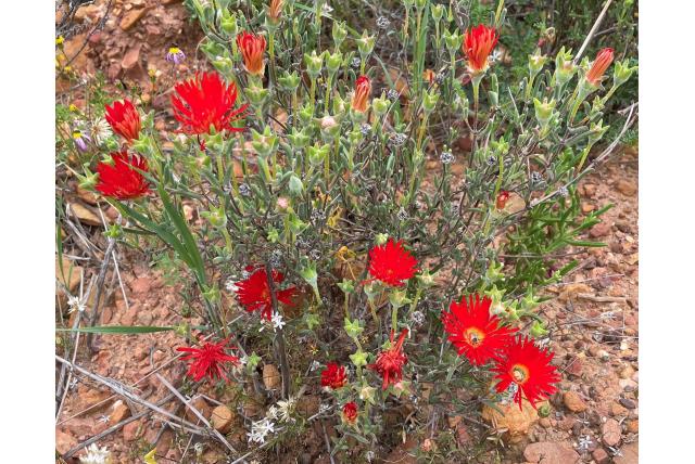 Robertson drosanthemum