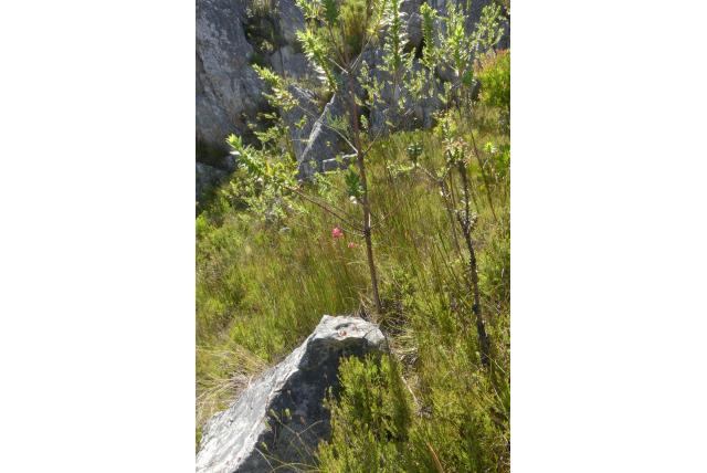 Golvende gladiolus Golvende gladiolus