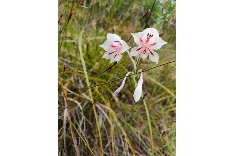 Gladiolus engysiphon 6226