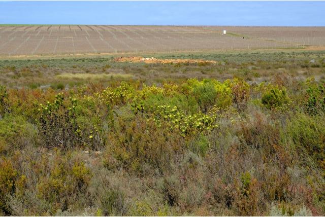 Elim leucadendron