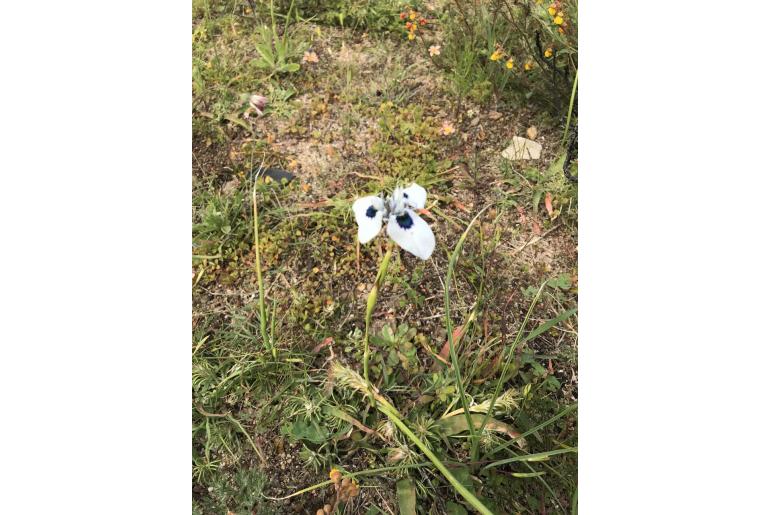 Moraea aristata -6232