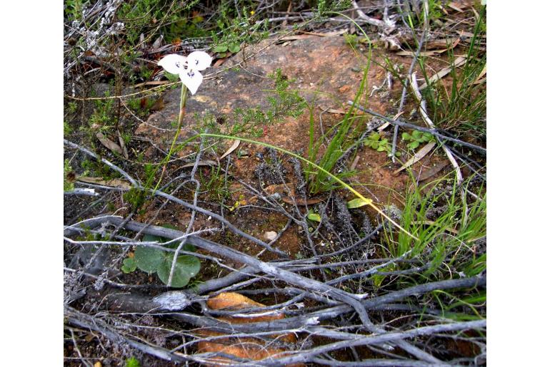 Moraea barnardii -6233