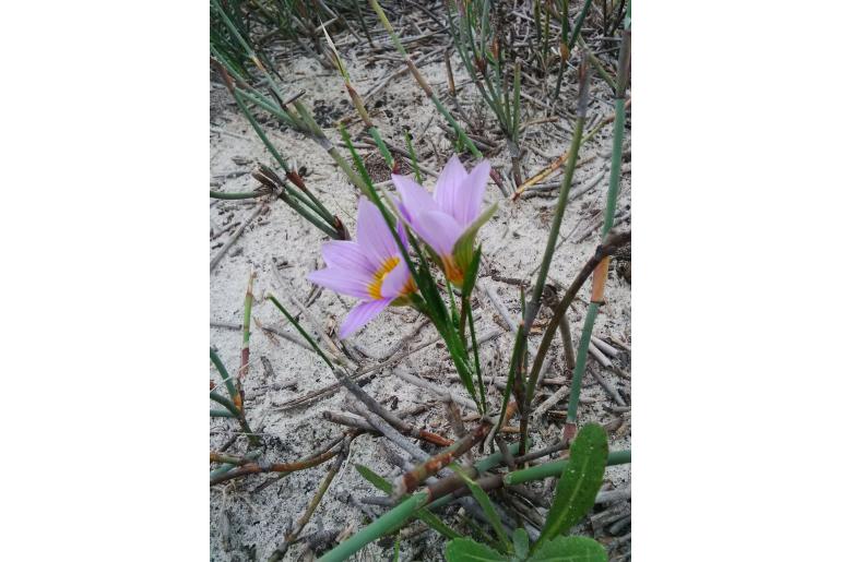 Romulea schlechteri 6236